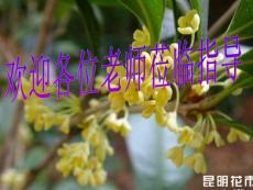 【PPT】鹧鸪天桂花课件[22张]