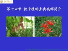 NYDX植物生物学课件PPT之第十六章 被子植物主要类群（上）