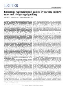[PDF] Epicardial regeneration is guided by cardiac outflow tract and Hedgehog signalling