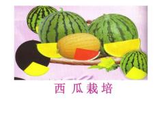 西瓜栽培理论和实用技术大全