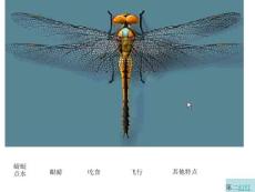 放飞蜻蜓——教学课件
