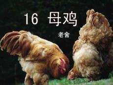小学四年级语文课件→母鸡