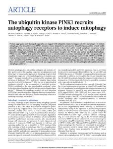 nature14893_The ubiquitin kinase PINK1 recruits autophagy receptors to induce mitophagy