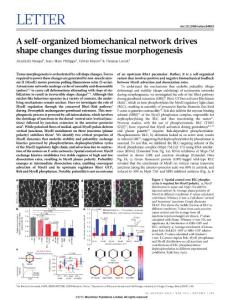 nature14603_A self-organized biomechanical network drives shape changes during tissue morphogenesis