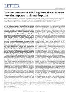nature14620_The zinc transporter ZIP12 regulates the pulmonary vascular response to chronic hypoxia