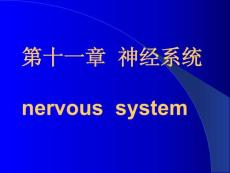 人体解剖课件8 - 第十一章神经系统nervous system