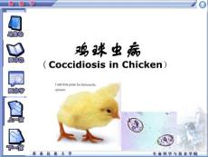 精品课程《禽病学》ppt 01鸡球虫病