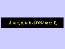 基因突变和损伤DNA的修复.