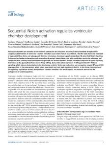 ncb3280-Sequential Notch activation regulates ventricular chamber development