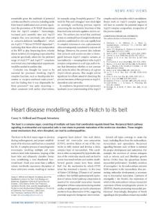 ncb3294-Heart disease modelling adds a Notch to its belt