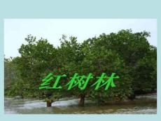 北师大版五年级语文下册课件：红树林课件
