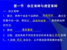 生物：6.1《杂交育种与诱变育种》课件（新人教版必修2）