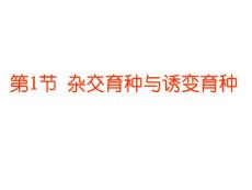 生物：6.1《杂交育种与诱变育种》课件（新人教版必修2）