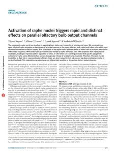 nn.4219-Activation of raphe nuclei triggers rapid and distinct effects on parallel olfactory bulb output channels