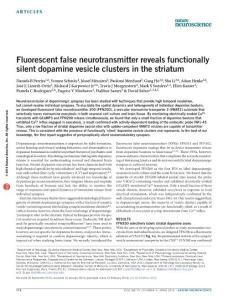nn.4252-Fluorescent false neurotransmitter reveals functionally silent dopamine vesicle clusters in the striatum