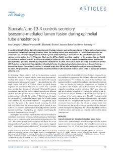 ncb3374-Staccato-Unc-13-4 controls secretory lysosome-mediated lumen fusion during epithelial tube anastomosis