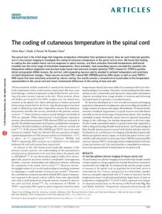 nn.4350-The coding of cutaneous temperature in the spinal cord