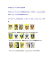 虎皮鹦鹉分辨公母虎皮鹦鹉老幼鉴别附图