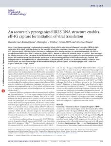 nsmb.3280-An accurately preorganized IRES RNA structure enables eIF4G capture for initiation of viral translation