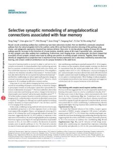 nn.4370-Selective synaptic remodeling of amygdalocortical connections associated with fear memory