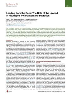 Developmental Cell-2016-Leading from the Back- The Role of the Uropod in Neutrophil Polarization and Migration