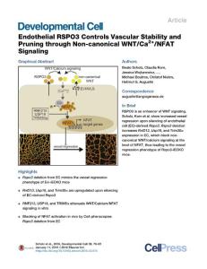 Developmental Cell-2016-Endothelial RSPO3 Controls Vascular Stability and Pruning through Non-canonical WNT-Ca2+-NFAT Signaling