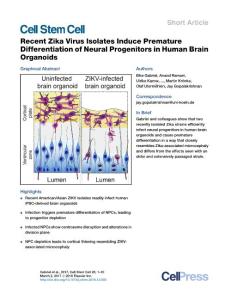 Cell Stem Cell-2017-Recent Zika Virus Isolates Induce Premature Differentiation of Neural Progenitors in Human Brain Organoids