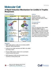 Molecular Cell-2017-A Rapid Induction Mechanism for Lin28a in Trophic Responses