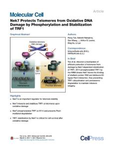 Molecular Cell-2017-Nek7 Protects Telomeres from Oxidative DNA Damage by Phosphorylation and Stabilization of TRF1