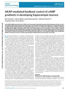 nchembio.2298-AKAP-mediated feedback control of cAMP gradients in developing hippocampal neurons