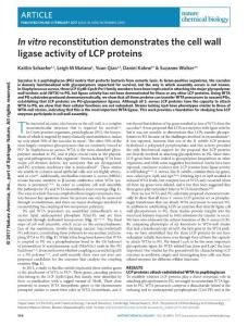nchembio.2302-In vitro reconstitution demonstrates the cell wall ligase activity of LCP proteins