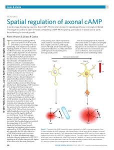 nchembio.2339-Signaling- Spatial regulation of axonal cAMP