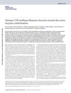 nsmb.3407-Human CTP synthase filament structure reveals the active enzyme conformation