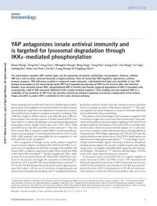 ni.3744-YAP antagonizes innate antiviral immunity and is targeted for lysosomal degradation through IKKε-mediated phosphorylation