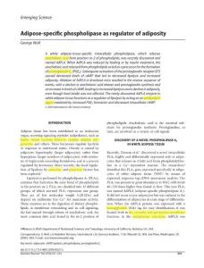 Adipose-specific phospholipase as regulator of adiposity