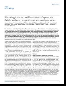 ncb3532-Wounding induces dedifferentiation of epidermal Gata6+ cells and acquisition of stem cell properties