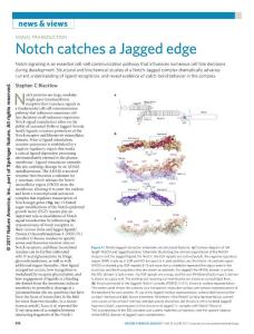nchembio.2379-Signal Transduction- Notch catches a Jagged edge