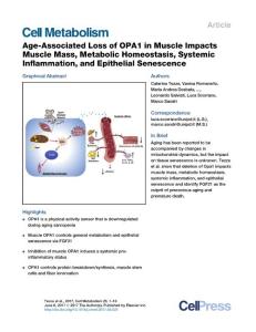 Cell Metabolism-2017-Age-Associated Loss of OPA1 in Muscle Impacts Muscle Mass, Metabolic Homeostasis, Systemic Inflammation, and Epithelial Senescence