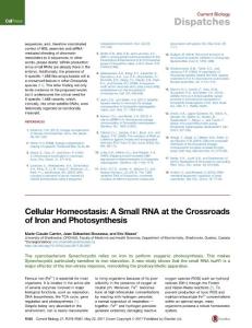 Current-Biology_2017_Cellular-Homeostasis-A-Small-RNA-at-the-Crossroads-of-Iron-and-Photosynthesis