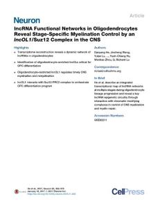 Neuron_2017_lncRNA-Functional-Networks-in-Oligodendrocytes-Reveal-Stage-Specific-Myelination-Control-by-an-lncOL1-Suz12-Complex-in-the-CNS