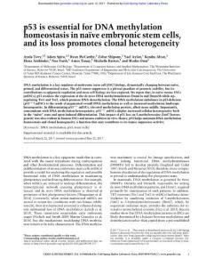 Genes Dev.-2017-Tovy-p53 is essential for DNA methylation homeostasis in naïve embryonic stem cells, and its loss promotes clonal heterogeneity