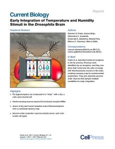 Current BIology-2017-Early Integration of Temperature and Humidity Stimuli in the Drosophila Brain