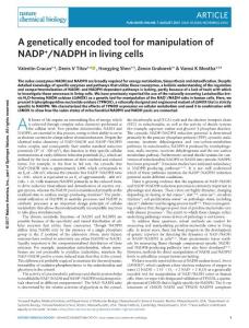 nchembio.2454-A genetically encoded tool for manipulation of NADP+-NADPH in living cells