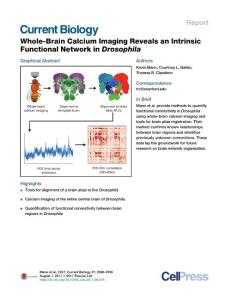 Current-Biology_2017_Whole-Brain-Calcium-Imaging-Reveals-an-Intrinsic-Functional-Network-in-Drosophila