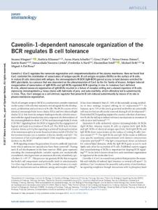 ni.3813-Caveolin-1-dependent nanoscale organization of the BCR regulates B cell tolerance