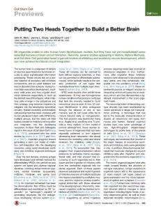 Cell-Stem-Cell_2017_Putting-Two-Heads-Together-to-Build-a-Better-Brain