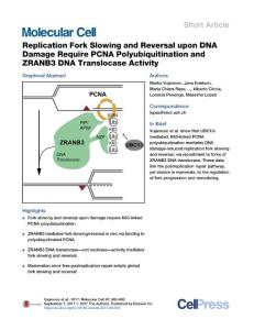 Molecular Cell-2017-Replication Fork Slowing and Reversal upon DNA Damage Require PCNA Polyubiquitination and ZRANB3 DNA Translocase Activity