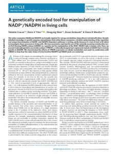 nchembio.2454-A genetically encoded tool for manipulation of NADP+-NADPH in living cells