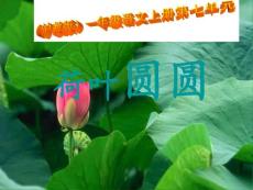 【精品】沪教版一年级语文上册《荷叶圆圆》教学演示课件