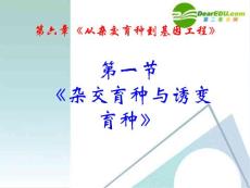 高中生物 杂交育种与诱变育种课件 人教版必修2